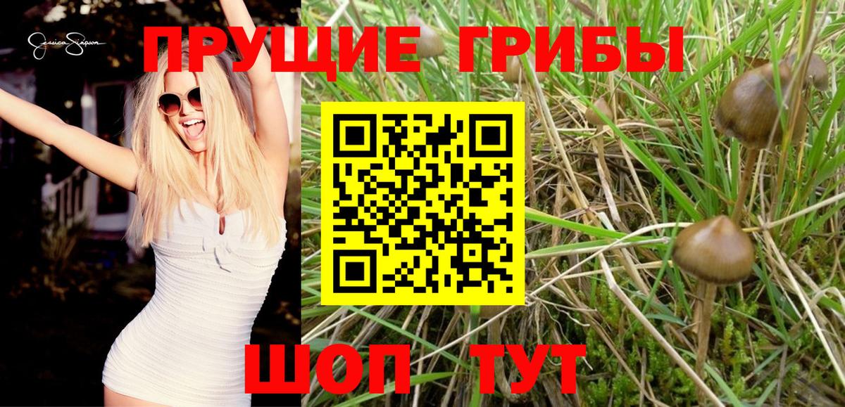 Псилоцибиновые грибы прущие грибы  Псилоцибиновые грибы Cubensis  Курчатов  Вход с VPN 